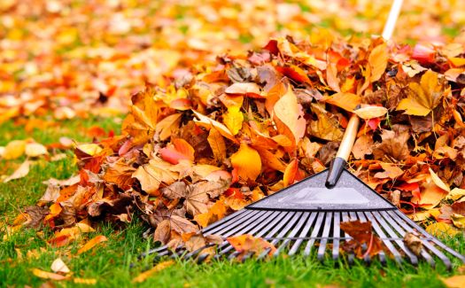Leaf Removal