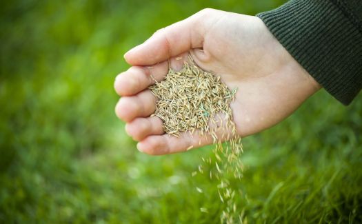 Overseeding